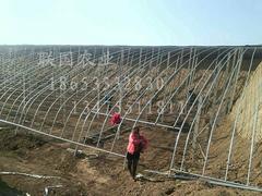 【土建溫室大棚建設_土建溫室大棚設計_土建溫室大棚承建】土建溫室大棚建設_土建溫室大棚設計_土建溫室大棚承建批發(fā)價格,廠家,圖片,淄博聯(lián)國農(nóng)業(yè)發(fā)展 -