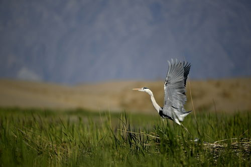 潮起塞上滿目新 寧夏建設黃河流域生態(tài)保護和高質量發(fā)展先行區(qū)觀察